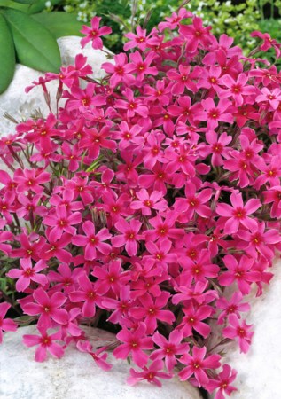 PHLOX subulata Atropurpurea